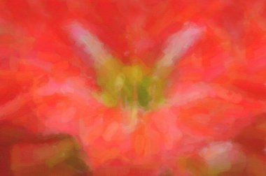 Bahar tarlasında açan güzel Hollanda çiçekleri.