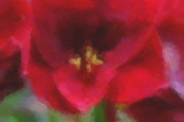 Bahar tarlasında açan güzel Hollanda çiçekleri.