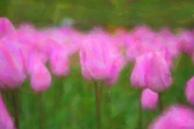 Bahar tarlasında açan güzel Hollanda çiçekleri.