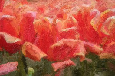 Bahar tarlasında açan güzel Hollanda çiçekleri.