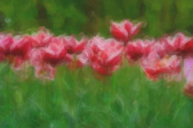 Bahar tarlasında açan güzel Hollanda çiçekleri.