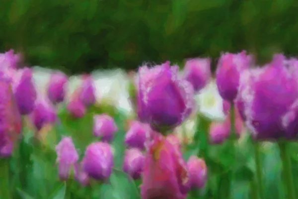Belo óleo pintado flores holandesas florescendo no campo de primavera — Fotografia de Stock
