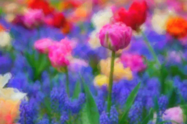 Krásný olej malované holandské květy kvetoucí na jarním poli — Stock fotografie