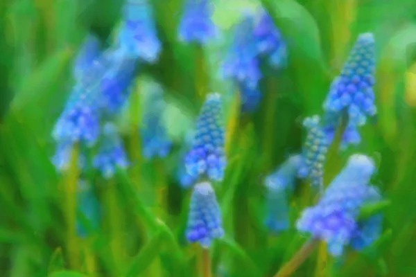 Bellissimi fiori olandesi dipinti ad olio che sbocciano nel campo primaverile — Foto Stock