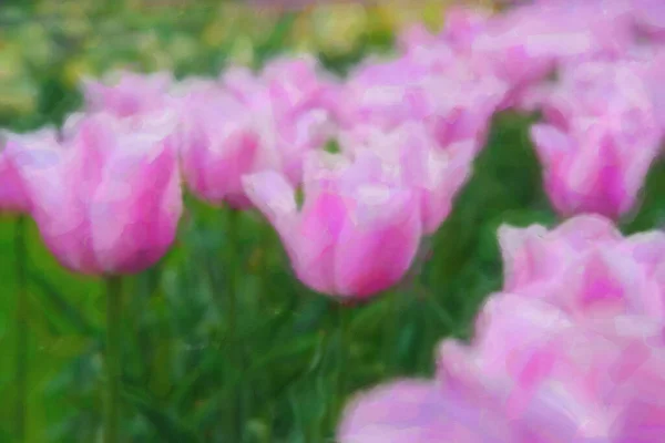 Belo óleo pintado flores holandesas florescendo no campo de primavera — Fotografia de Stock