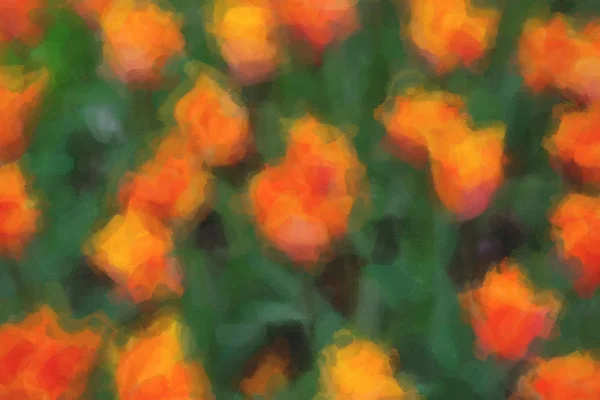 Hermosas flores holandesas pintadas al óleo floreciendo en campo de primavera —  Fotos de Stock