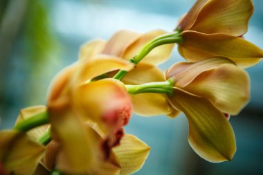 Güzel sarı orkide çiçekleri botanik bahçesinde yetişir. Yeşil parkta egzotik Cymbidium Orchidaceae çiçekleri açar.