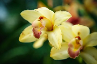 Güzel sarı orkide çiçekleri botanik bahçesinde yetişir. Yeşil parkta egzotik Cymbidium Orchidaceae çiçekleri açar.