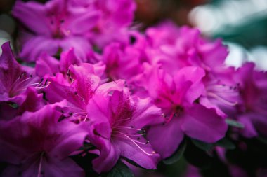 Güzel mor Rhododendron çiçekleri botanik bahçesinde yetişir. Yeşil parkta Azalea çiçeği.