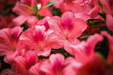 Güzel pembe Rhododendron çiçekleri botanik bahçesinde çiçek açarlar. Egzotik Labrador Çayı veya Pinxterbloom Azalea çiçeği parkta yetişir.