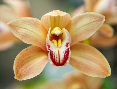 Botanik bahçesinde egzotik turuncu orkide çiçekleri. Botanik parkında güzel orkideler çiçek açar.