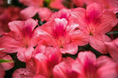 Egzotik pembe Rhododendron çiçekleri botanik bahçesinde yetişir. Güzel Pinxterbloom Azalea çiçekleri parkta yetişir. Dekoratif Labrador Çayı bitkileri