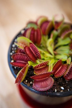 Etçil Dionaea Msucipula çiçeği. Yakın planda egzotik Venüs Sineği Kapanı çiçekleri.