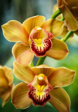 Güzel sarı orkide çiçekleri botanik bahçesinde yetişir. Yeşil parkta egzotik Cymbidium Orchidaceae çiçekleri açar.