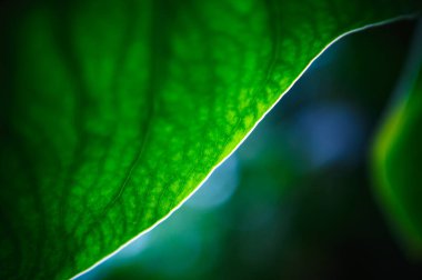 Geniş yapraklı egzotik tropik yeşil bitkiler botanik bahçesinde yetişir. Yeşil parkta yetişen nadir bulunan Codiaeum Variegatum veya Colocasias