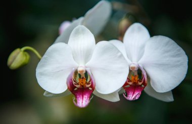 Güzel Orkide çiçekleri botanik bahçesinde çiçek açar. Egzotik beyaz Ochidaecae Spatthoglottis çiçeği yeşil botanik parkında yetişir.