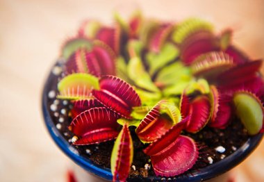 Etçil Dionaea Msucipula çiçeği. Yakın planda egzotik Venüs Sineği Kapanı çiçekleri.