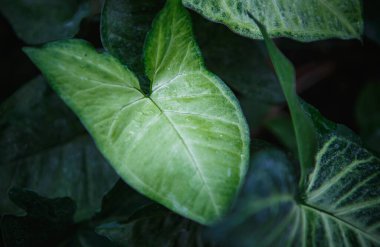 Geniş yapraklı egzotik tropik yeşil bitkiler botanik bahçesinde yetişir. Yeşil parkta yetişen nadir bulunan Codiaeum Variegatum veya Colocasias