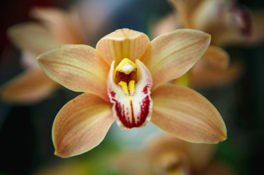 Botanik bahçesinde egzotik turuncu orkide çiçekleri. Botanik parkında güzel orkideler çiçek açar.