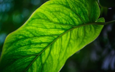 Geniş yapraklı egzotik tropik yeşil bitkiler botanik bahçesinde yetişir. Yeşil parkta yetişen nadir bulunan Codiaeum Variegatum veya Colocasias