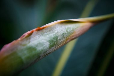 Botanik bahçesinde egzotik Strelitzia Reginae çiçeği. Evergreen Crane Çiçeği veya Cennet Kuşu bitkisi botanik parkında yetişir.