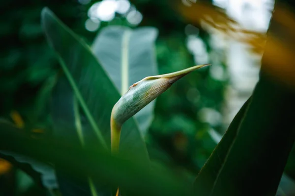 Flor Exótica Strelitzia Reginae Jardín Botánico Flor Grulla Perenne Planta — Foto de Stock