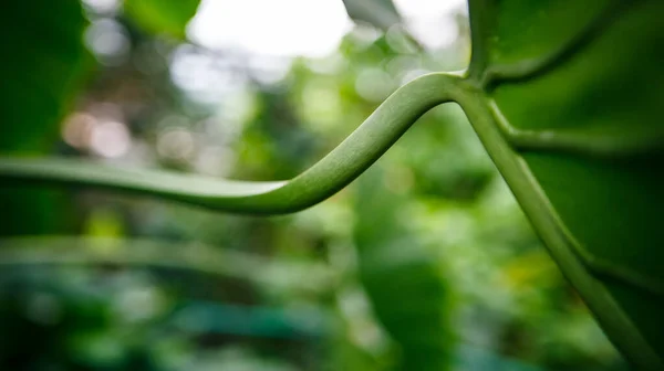 Piante Esotiche Tropicali Verdi Con Foglie Larghe Crescono Nel Giardino — Foto Stock