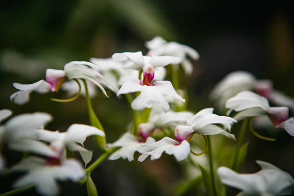 Schöne Weiße Mottenorchideen Wachsen Botanischen Garten Exotische Phalaenipsis Oder Philippine — Stockfoto