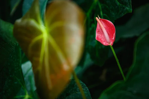 Εξωτικό Ροζ Λουλούδι Calla Lily Αναπτύσσεται Βοτανικό Κήπο Σπάνιες Anthurium — Φωτογραφία Αρχείου
