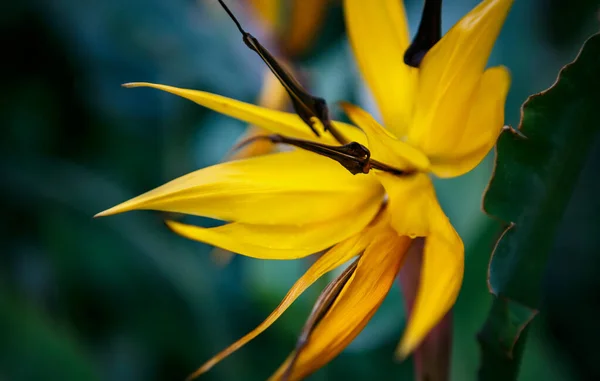 Εξωτική Strelitzia Reginae Λουλούδι Στον Βοτανικό Κήπο Evergreen Crane Flower — Φωτογραφία Αρχείου