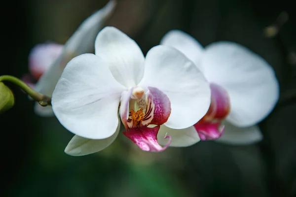 Όμορφα Λουλούδια Orchidea Ανθίζουν Στο Βοτανικό Κήπο Εξωτικό Λευκό Λουλούδι — Φωτογραφία Αρχείου