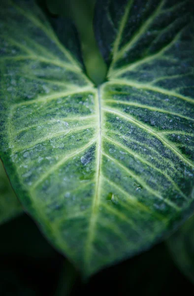 Exotic Tropical Green Plants Wide Leaves Grow Botanical Garden Rare — Stock Photo, Image