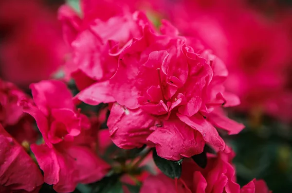 Belles Fleurs Roses Rhododendron Fleurissent Dans Jardin Botanique Exotique Labrador — Photo