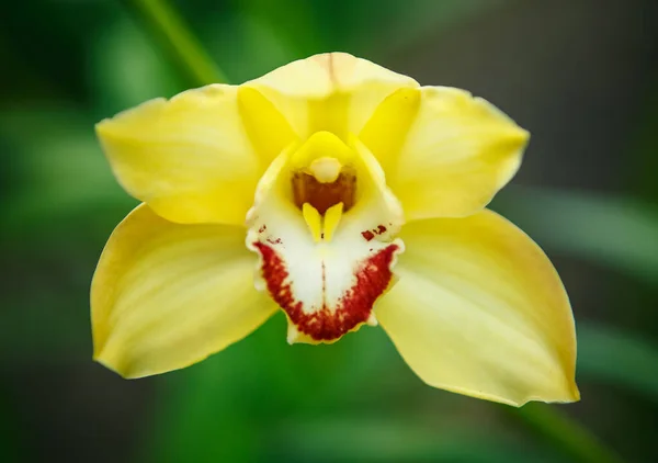 植物園で美しい黄色の蘭の花を咲かせます 緑の公園でエキゾチックなシンビウムの蘭の花を咲かせます — ストック写真