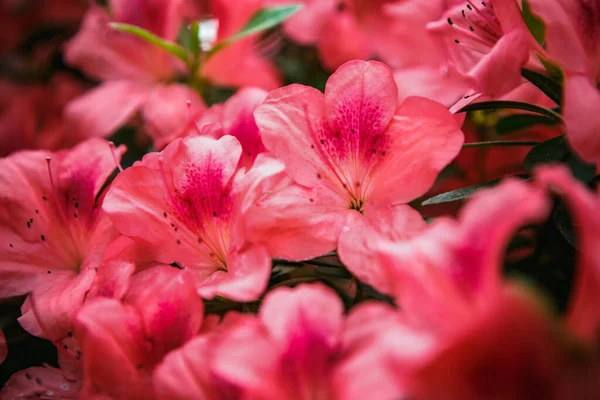 Belles Fleurs Roses Rhododendron Fleurissent Dans Jardin Botanique Exotique Labrador — Photo