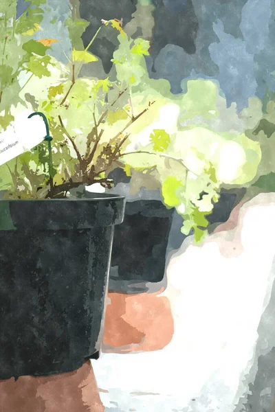 Ilustração Pintura Aquarela Com Plantas Botânicas Verdes Jardim Planta Exótica — Fotografia de Stock