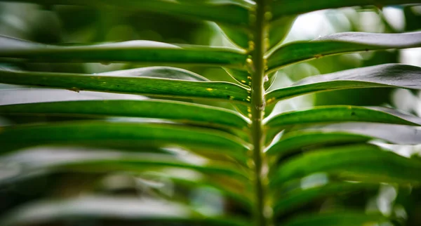 Botanik Bahçesindeki Egzotik Tropikal Eremospatha Bitkileri Yeşil Parkta Nadir Cycadopsida — Stok fotoğraf