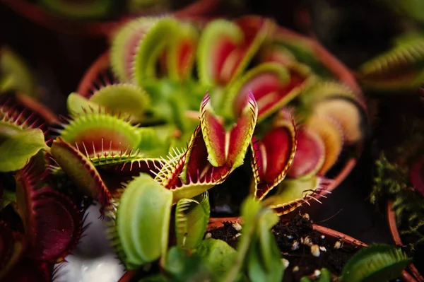 食肉动物Dionaea Msucipula花 异型的维纳斯苍蝇在近距离捕猎花 危险的苍蝇捕猎器在罐子里 — 图库照片