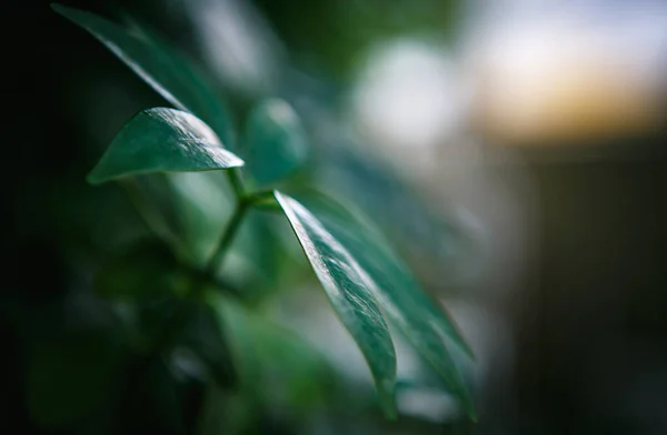 Διακοσμητικά Πράσινα Φύλλα Στον Βοτανικό Κήπο Εξωτικά Φύλλα Φυτών Τραβηγμένα — Φωτογραφία Αρχείου
