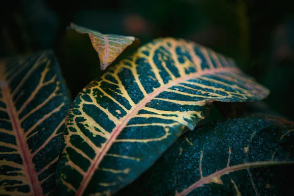 Εξωτικά Τροπικά Πράσινα Φυτά Πλατιά Φύλλα Αναπτύσσονται Βοτανικό Κήπο Σπάνιες — Φωτογραφία Αρχείου