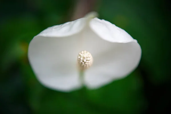 Los Exóticos Lirios Blancos Calla Crecen Jardín Botánico Rare Spathiphyllum — Foto de Stock
