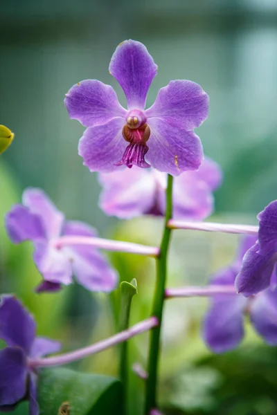 Las Flores Exóticas Orquídea Púrpura Crecen Jardín Botánico Flor Rara — Foto de Stock