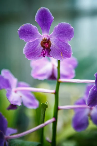 Exotic purple Orchid flowers grow in botanical garden.Rare Vanda Coerulea flower bloom in green park