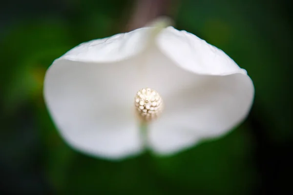 Lys Calla Blanc Exotique Poussent Dans Jardin Botanique Rare Spathiphyllum — Photo