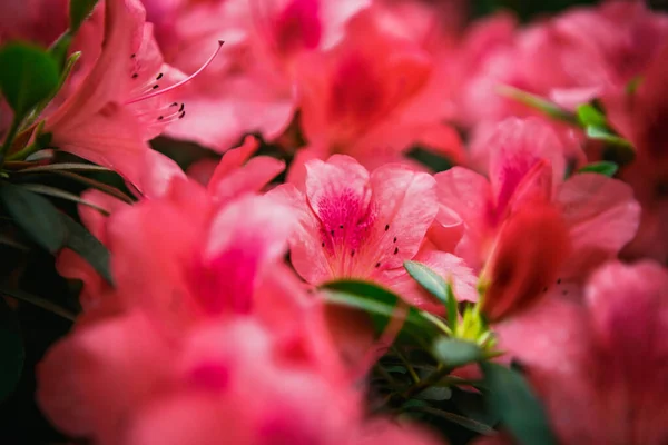 Exotic pink Rhododendron flowers grow in botanical garden.Beautiful Pinxterbloom Azalea flower growing in park.Decorative Labrador Tea plants