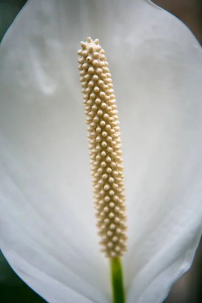 Εξωτικά Λευκά Κρίνα Calla Φυτρώνουν Στον Βοτανικό Κήπο Σπάνιες Spathiphyllum — Φωτογραφία Αρχείου