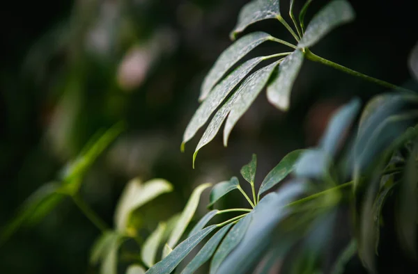 植物园中的装饰绿叶 异国植物的叶子被近距离地喷射在一起 — 图库照片