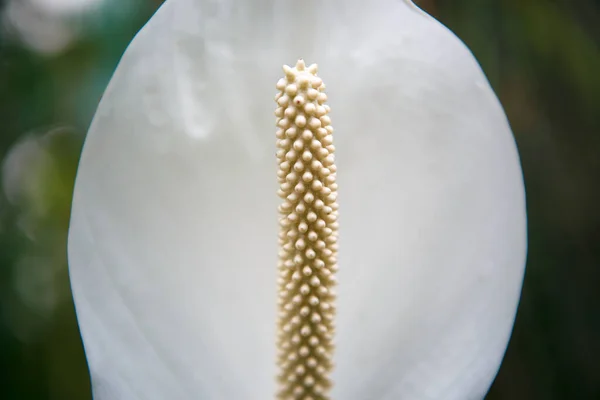 Lírios Brancos Exóticos Calla Crescem Jardim Botânico Raros Spathiphyllum Duckweeds — Fotografia de Stock