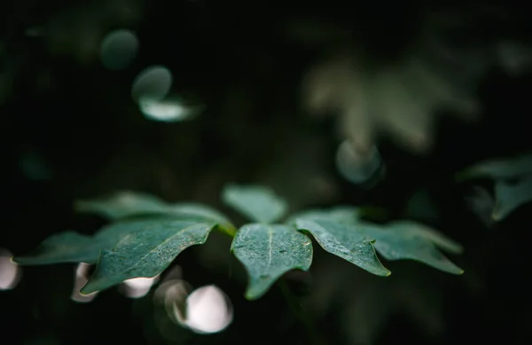 Hojas Verdes Decorativas Jardín Botánico Hoja Planta Exótica Disparada Primer —  Fotos de Stock