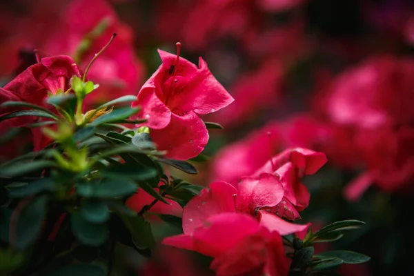 Belles Fleurs Roses Rhododendron Fleurissent Dans Jardin Botanique Exotique Labrador — Photo